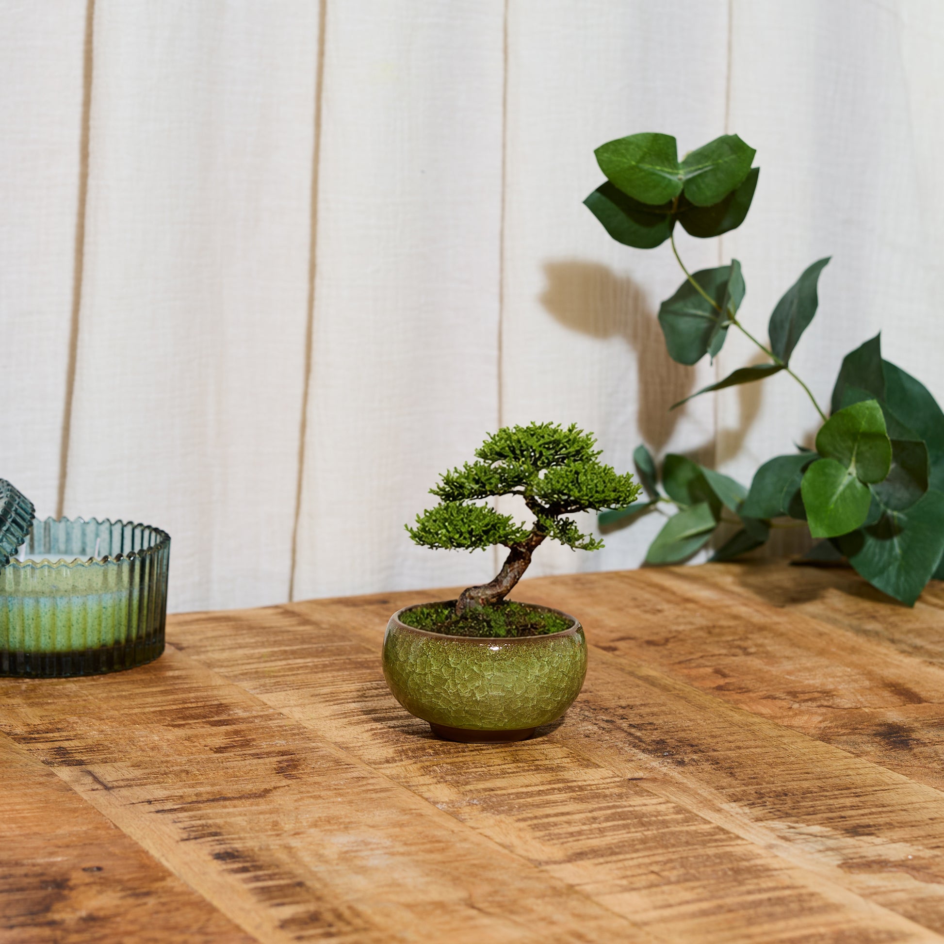 PRÊT A POUSSER BONSAI – La Chaise Longue