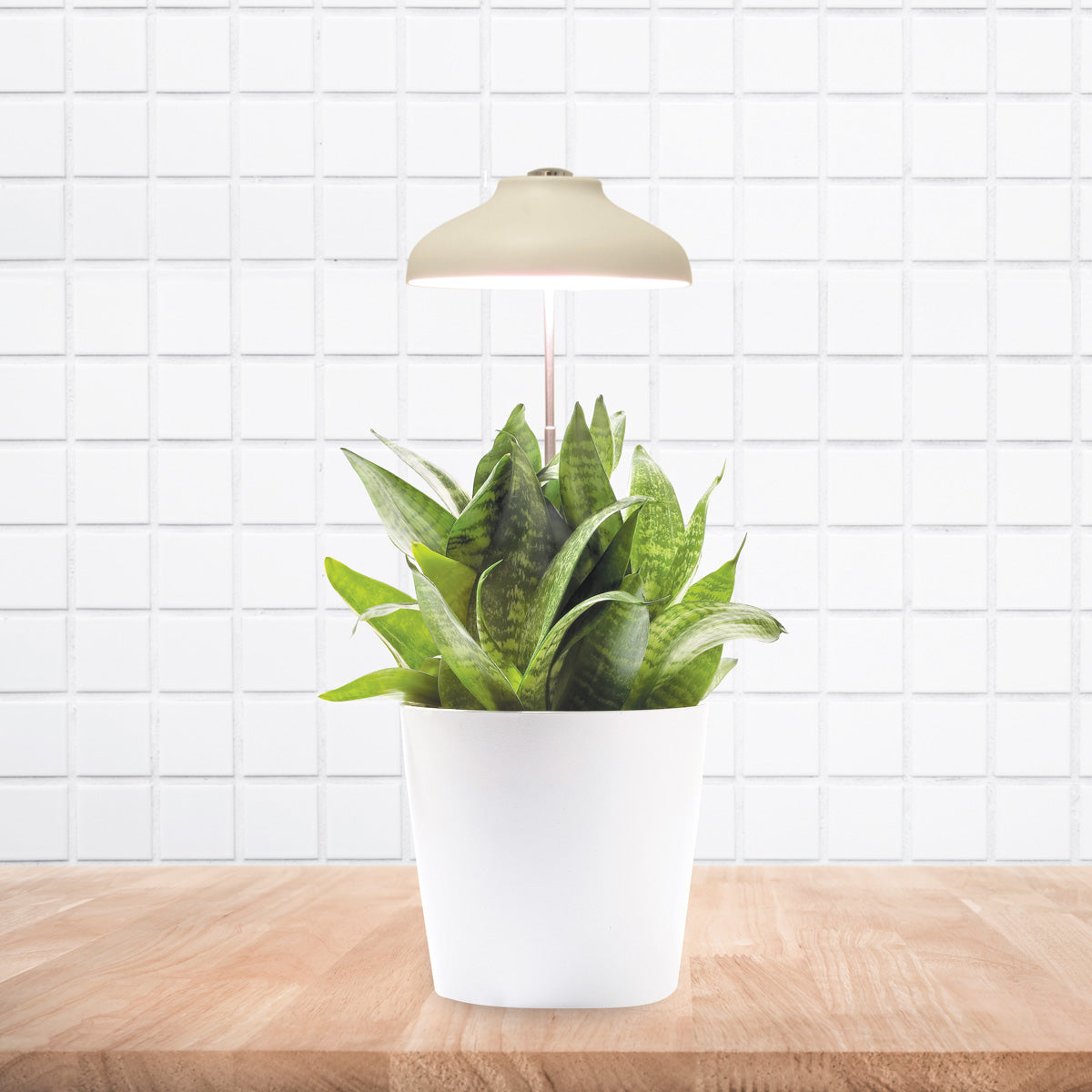 Instant Déco : la lampe pour plante - Vive le Végétal